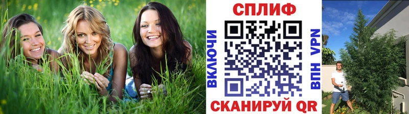 Каннабис OG Kush  Железноводск 